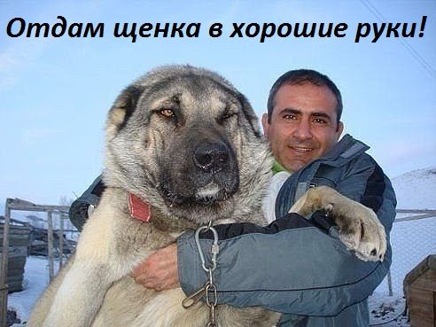 Отдам щенка в хорошие руки