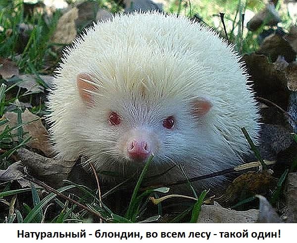 Натуральный блондин во всем лесу такой адин