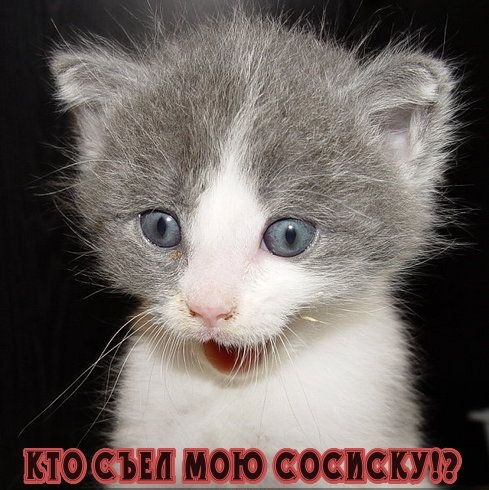 съш моюдтсосискт