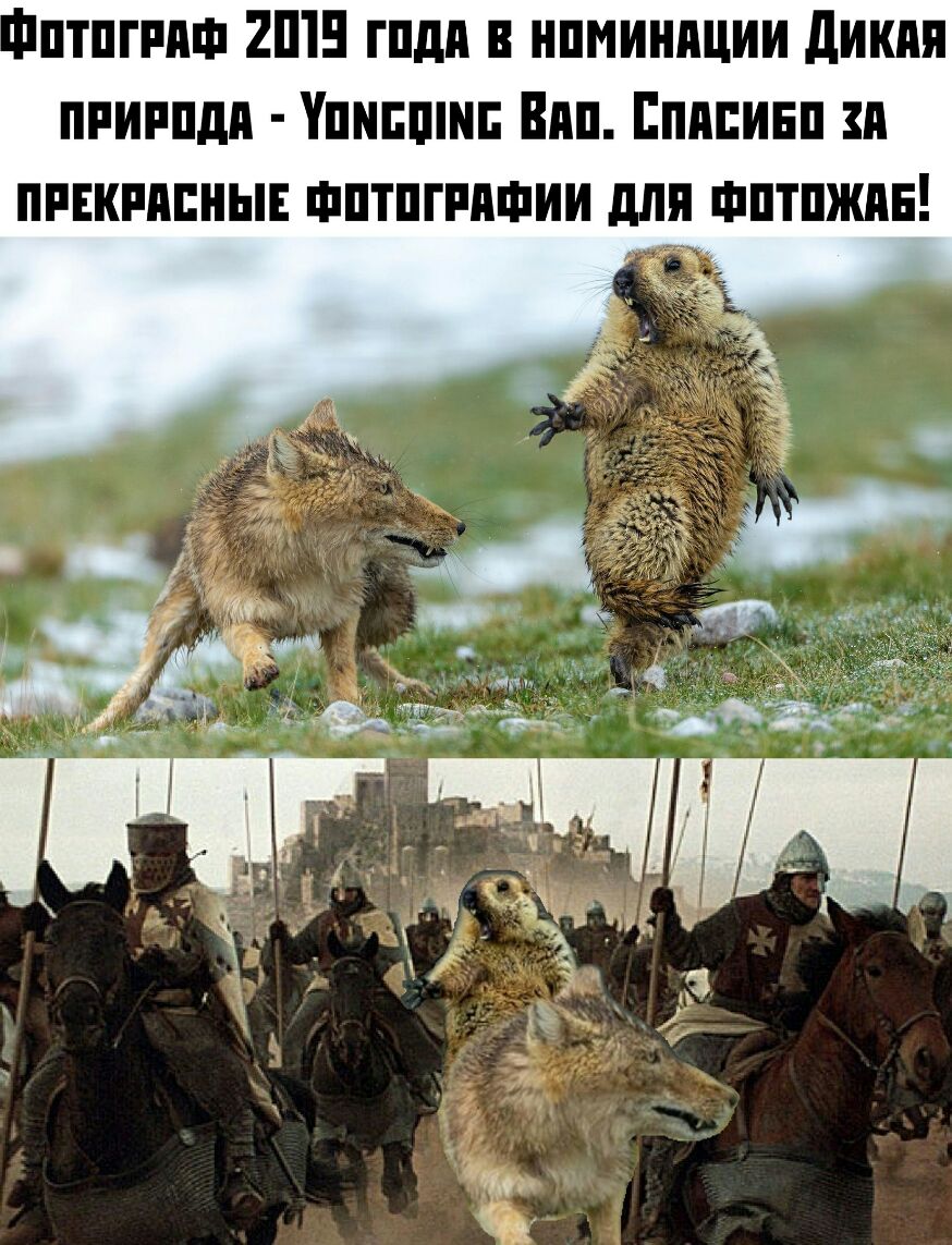птпгппш 2ШЕ гпдп нпминпции дикия ппиппдп Упнпшш Вип Епипинп п пинкпппнын шптпгппшии для шптпжян