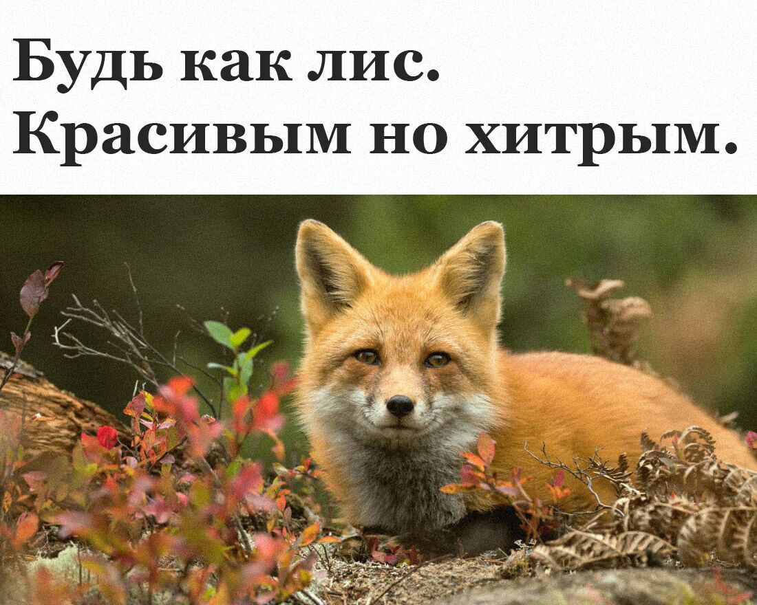 Будь как лис Красивым но хитрым