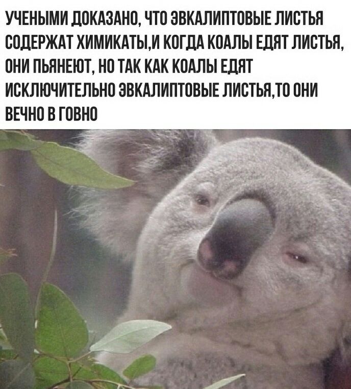 УЧЕНЫМИ ЛПКАЗАНО ЧТП ЗВКАЛИПТОВЫЕ ЛИСТЬЯ БПЛЕРЖАТ ХИМИКАТЫМ КПГДА К0АЛЬ ЕДПТ ЛИБТЬЯ ПНИ ПЬЯНЕЮТ НП ТАК КАК КПАЛЫ ЕЛЯТ ИСКЛЮЧИТЕЛЬНО ЗВКАЛИПТПВЫЕ ЛИСТЬЯЛО ПНИ ВЕЧНО В ГПВНП