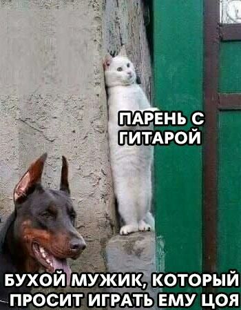 _ ті вухои мУж__ш который просит игв тп му цоя