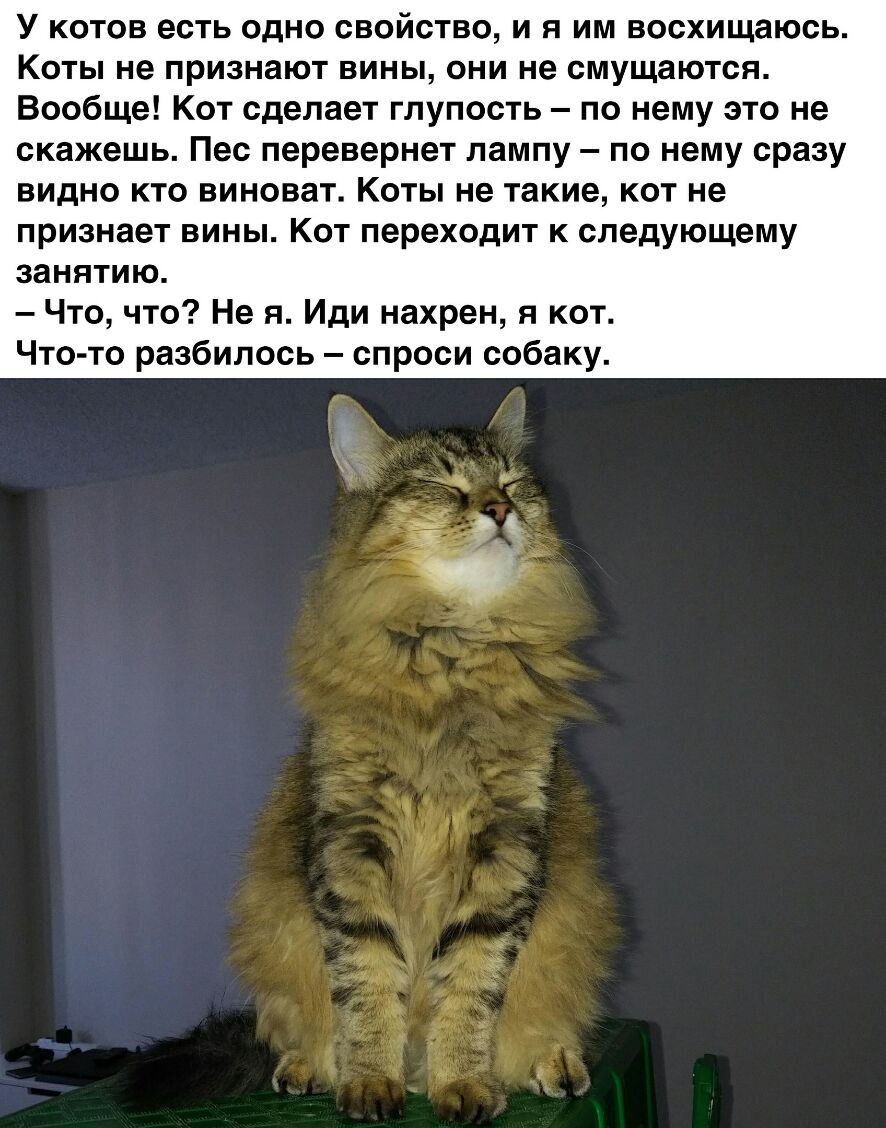 У котов есть одно свойство и я им восхищаюсь Коты не признают вины они не смущаются Вообще Кот сделает глупость по нему это не скажешь Пес перевернет лампу по нему сразу видно кто виноват Коты не такие кот не признает вины Кот переходит к следующему занятию Что что Не я Иди нахрен я кот Ч то разбилось спроси собаку