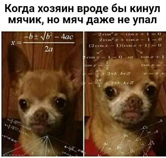 Когда хозяин вроде бы кинул мячик но мяч даже не упал