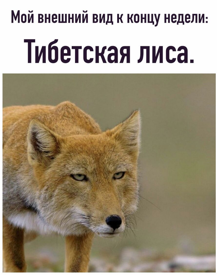 Мой внешний вид к концу недели Тибетская лиса