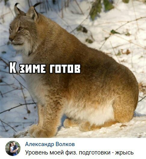 Александр Волков Уровень моей физ подготовки жрысь