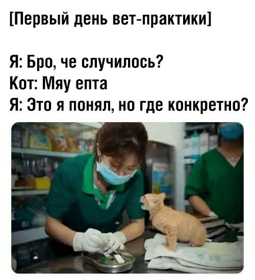 Первый день ветпрактики Я Бра че случилось Кот Мяу епта Я Это я понял но где конкретно
