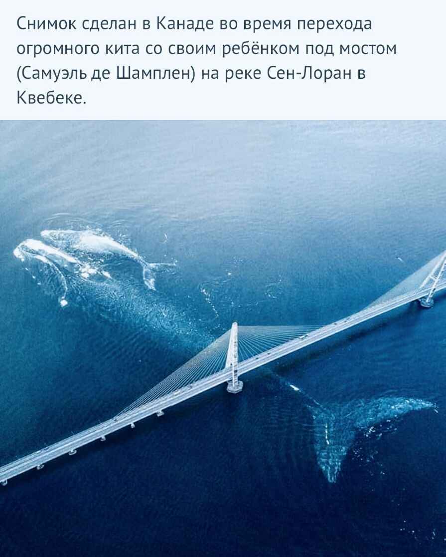 Снимок сделан в Канаде во время перехода огромного кита со своим ребёнком под мостом Самуэль де Шамплен на реке СенЛоран в Квебеке