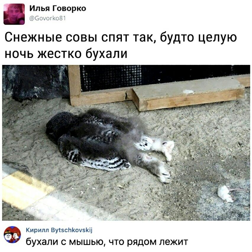 Илья Говорко ЦСхгьг3 Снежные совы спят так будто целую ночь жестко бухали Кирилл ВусвсЬКоуэКі бухали с мышью что рядом лежит