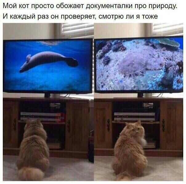 Мой кот просто обожает документапки про природу И каждый раз он проверяет смотрю ли я тоже