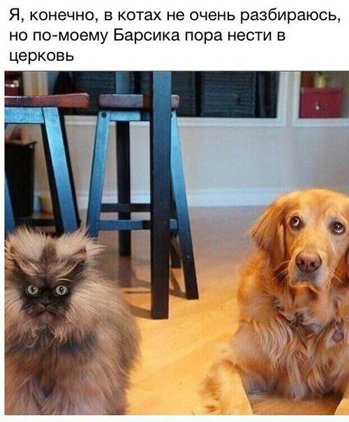Я конечно в котах не очень разбираюсь но по моему Барсика пора нести в церковь