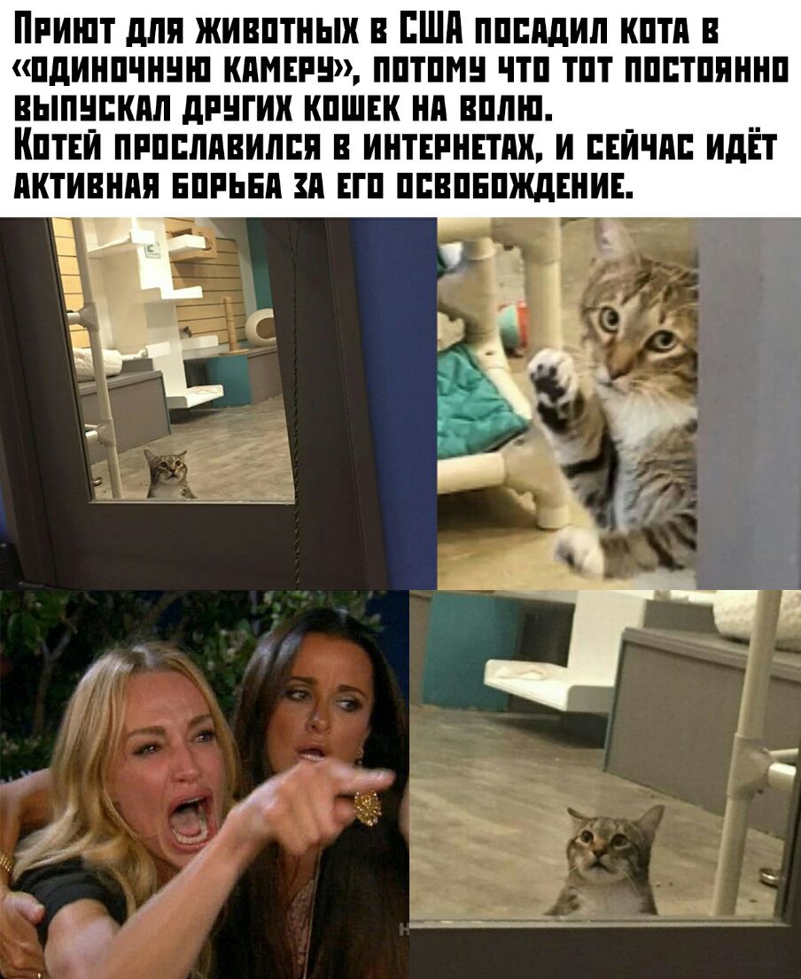 Приют для живптныи в США ппппдип кптп в пдинпчннш кими н пптпмн чтп тпт ппптпяннп выпнпкял дгнгии кпшвк нп вппш __ Кптнй пппппивилпя интнпнвтпх и нити идет пктивнпя нппьнп зп гп ппвпнпждннин 3