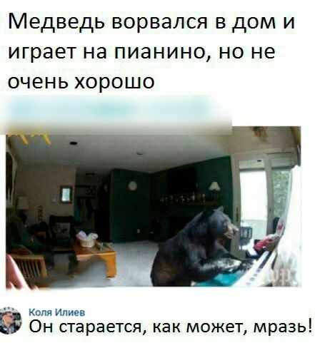 Медведь ворвался в дом и играет на пианино но не очень хорошо Копп ИПМ Е Он старается как может мразь