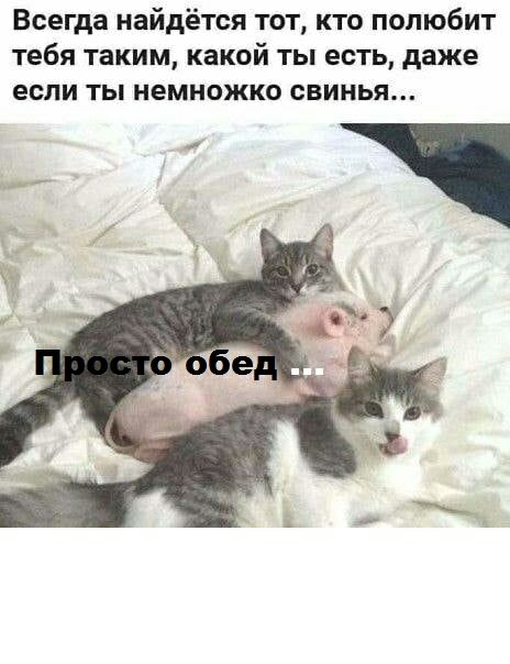 Всегда найдется тот кто полюбит тебя таким какой ты есть даже если ты немножко свинья