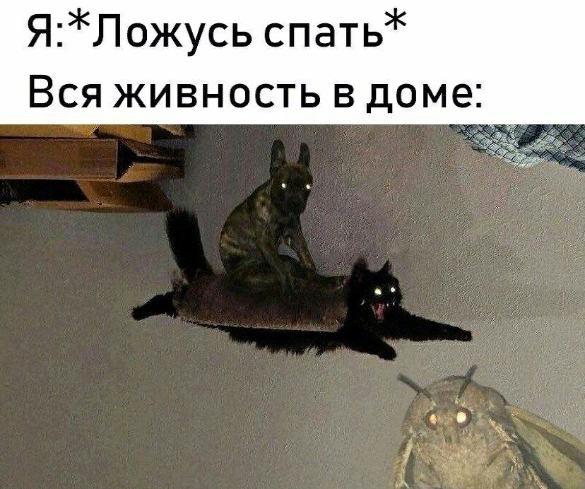 ЯЛожусь спать Вся живность в доме