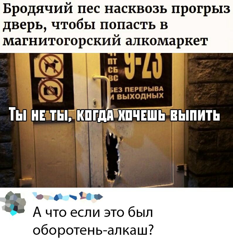 Бродячий пес насквозь прогрыз дверь чтобы попасть в МЗГНИТОГОРСКИЙ алкомаркет И ТЫ НЕ ТНП КПГШПШЧЕШЬ ВЫПИТЬ 31 а А ЧТО ЕСЛИ ЭТО бЫЛ оборотеньал каш