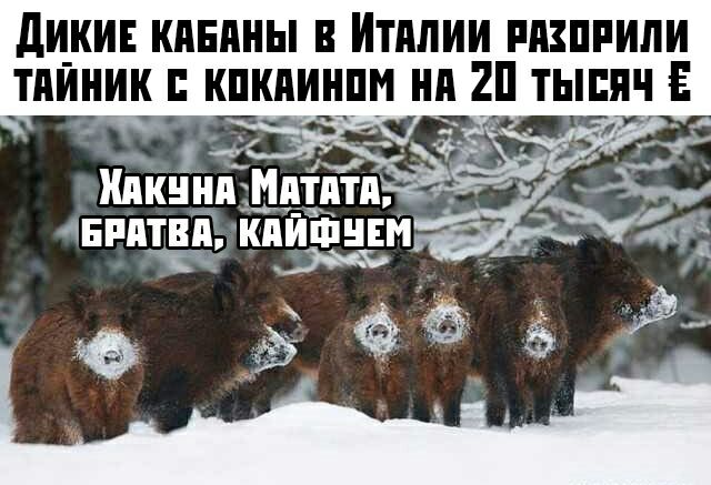дИ_ИЕ КЛЕЩ В ИТПЛИИ РПЗИРИЛИ ТПИИИК КИКПИИИИ ИП 2И ТЫИИЧ Е Бритни ійійіпнвИ ЭФОЭ