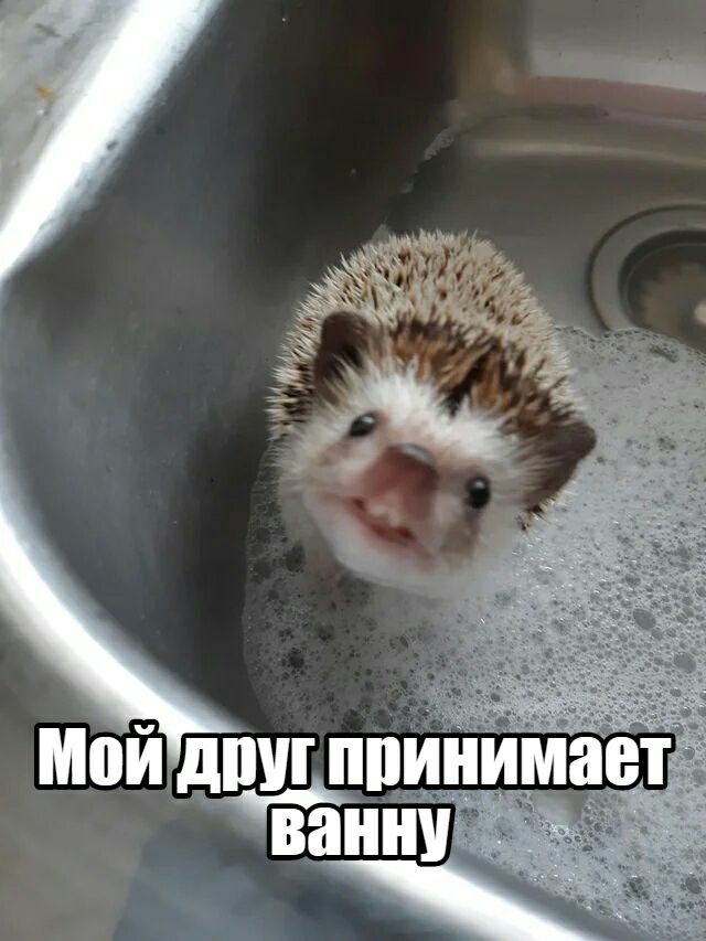Мойд Ша