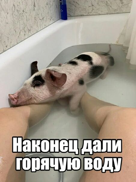 цдпи