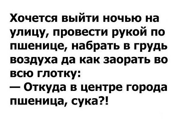 Хочется выйти ночью на улицу провести рукой по пшенице набрать в грудь воздуха да как заорать во всю глотку Откуда в центре города пшеница сука