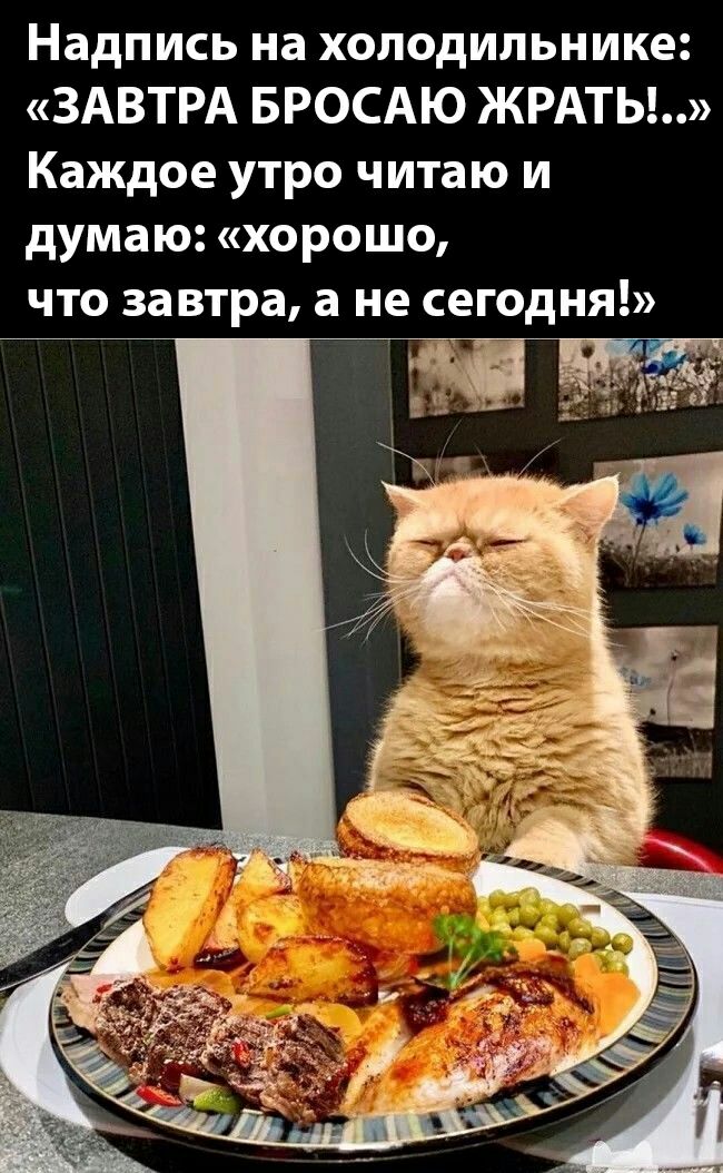 Надпись на холодильнике ЗАВТРА БРОСАЮ ЖРАТЬ Каждое утро читаю и думаю хорошо что завтра а не сегодня