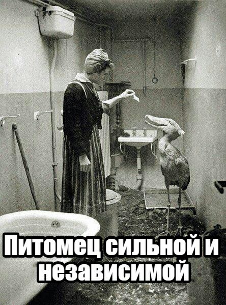 З Питомец сильно И тгп