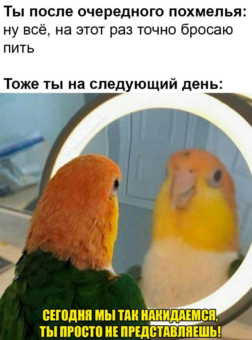 ТЫ после очередного ПОХМЭЛЬЯ ну всё на этот раз точно бросаю пить Тоже ты на следующий день у ВЕШДНЯ МЫ ПШ ШШИДАЕМПН ТЫ ПРШПП НЕ ПРЕДВТАВЛЯЕШЬ