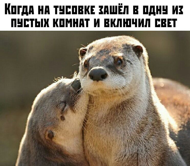 пгди нп тнппвкв пшіёл шин и пнптык кпмнпт и включил пвп