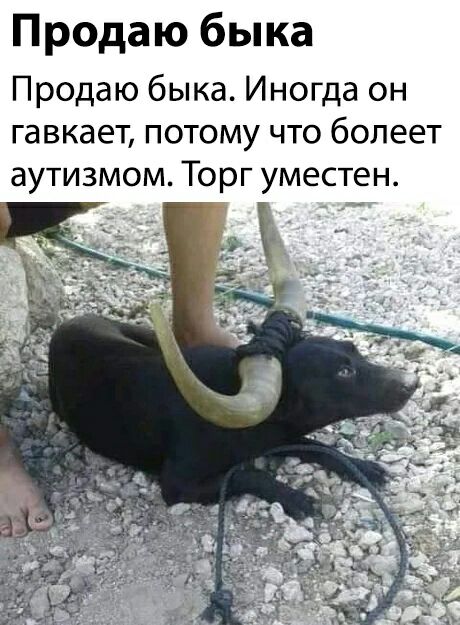 Продаю быка Продаю быка Иногда он гавкает потому что болеет аутизмом Торг уместен