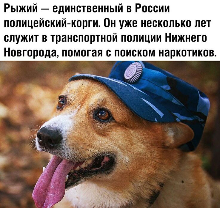 Рыжий единственный в России полицейскийкорги Он уже несколько лет служит в транспортной полиции Нижнего Новгорода помогая с поиском наркотиков