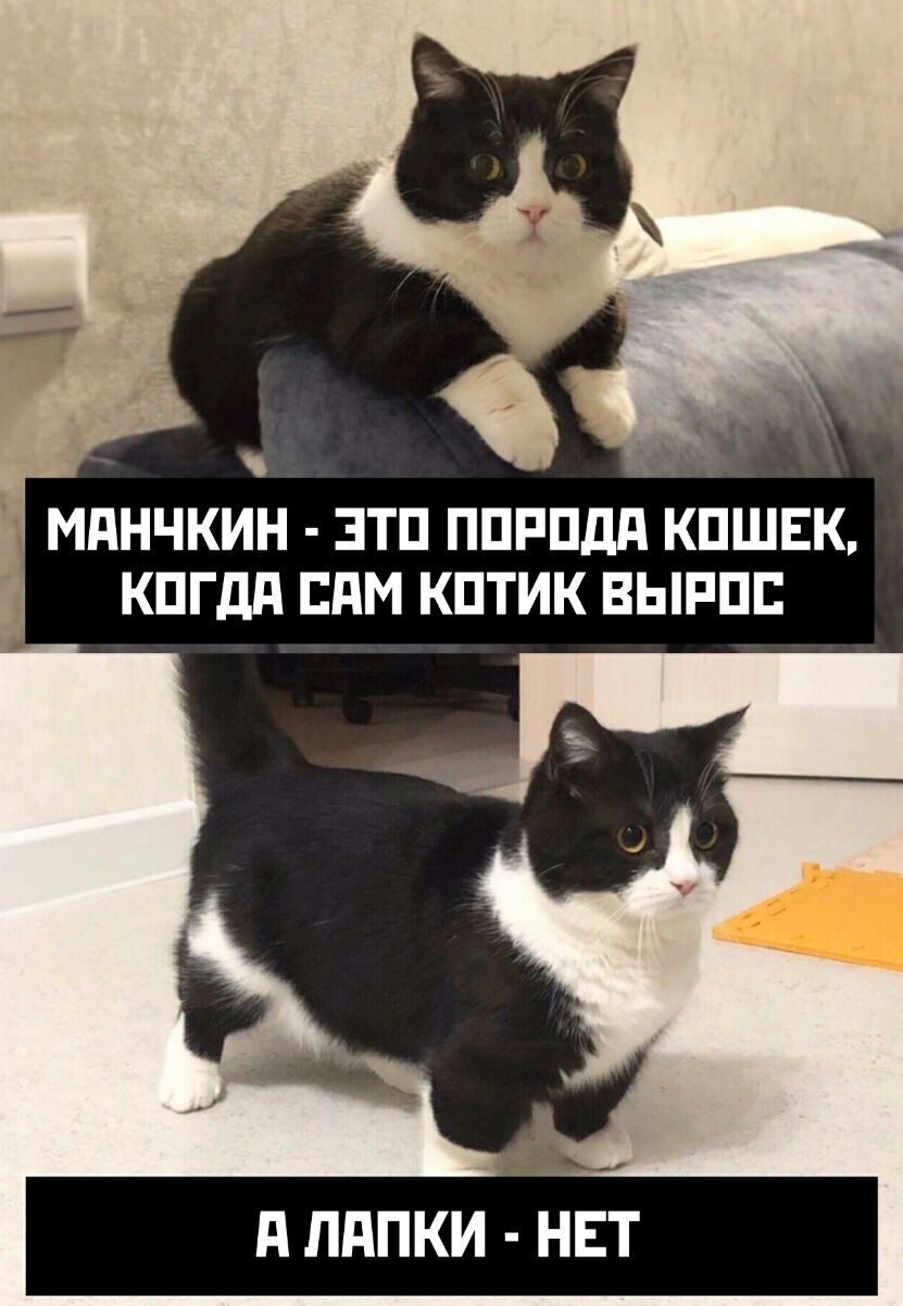 мднчкин зтп ппппдд кишвк кпгдд пдм кптик выппп __ д ЛдПКИ НЕТ