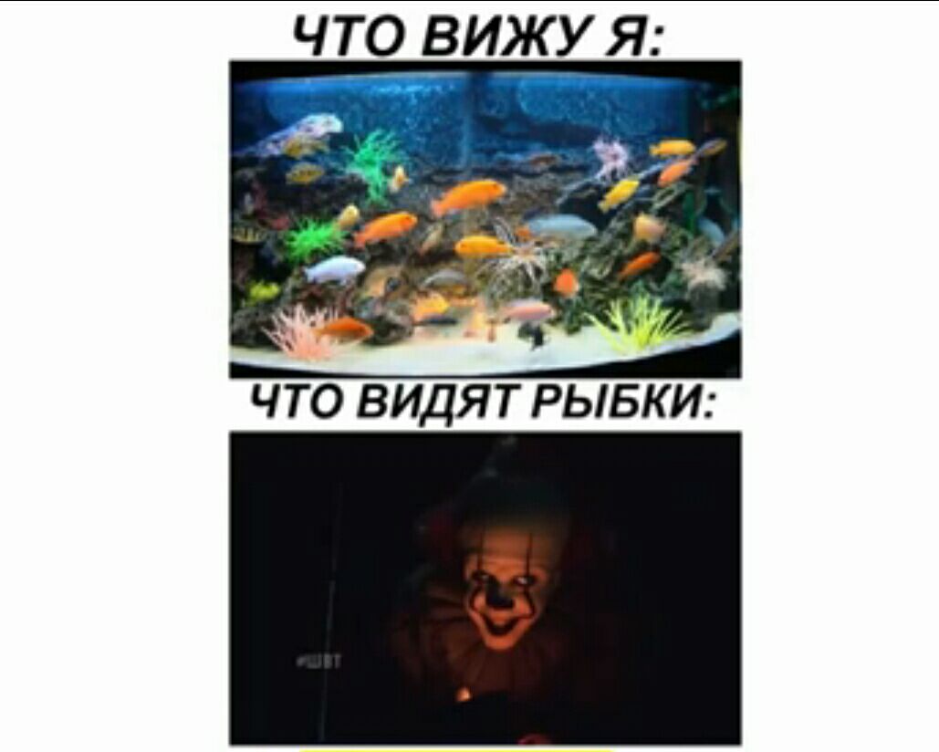 ЧТО ВИЖУ Я ЧТО ВИДЯТ РЫБКИ