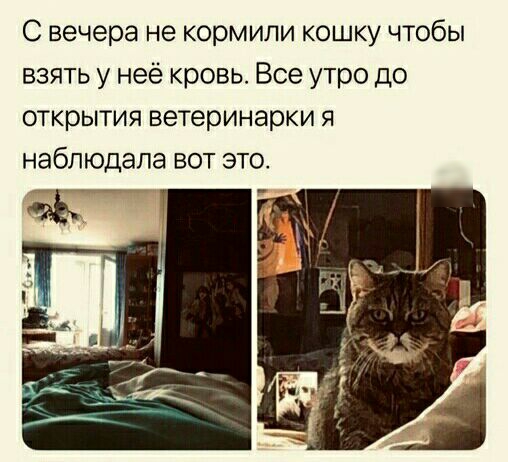 С вечера не кормили кошку чтобы взять у неё кровь Все утро до открытия ветеринарки я наблюдала вот это