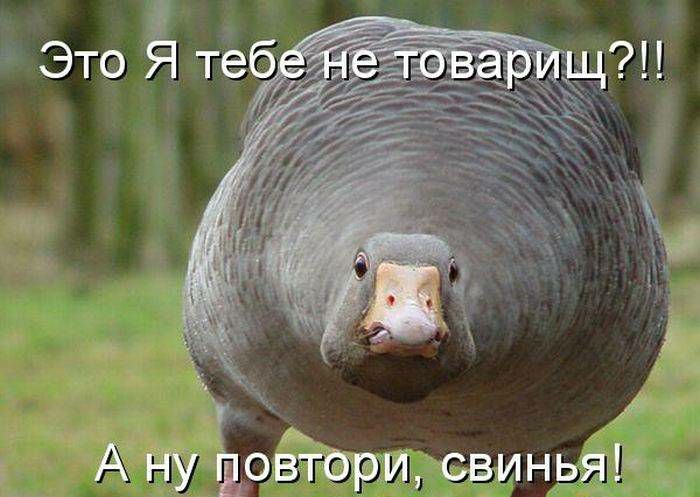 свиньяъдт в А