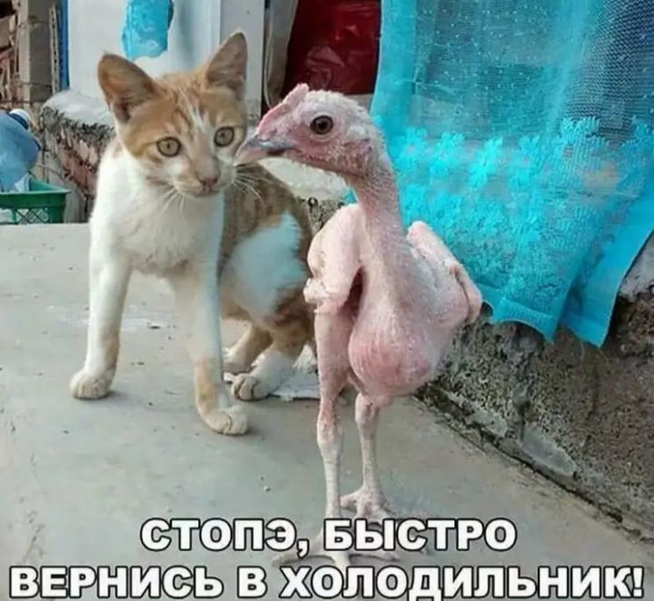 СТ0ПЭ БЫСТРО ВЕРНМЗЬ ХФЛФ _ИПЬНИК