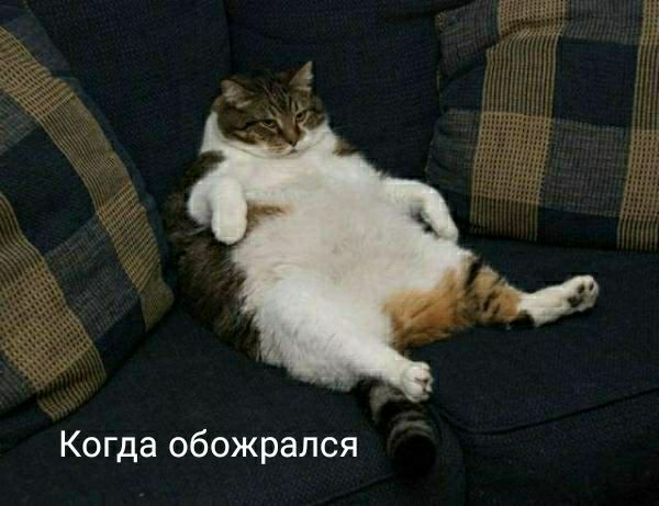 Когда обожрался