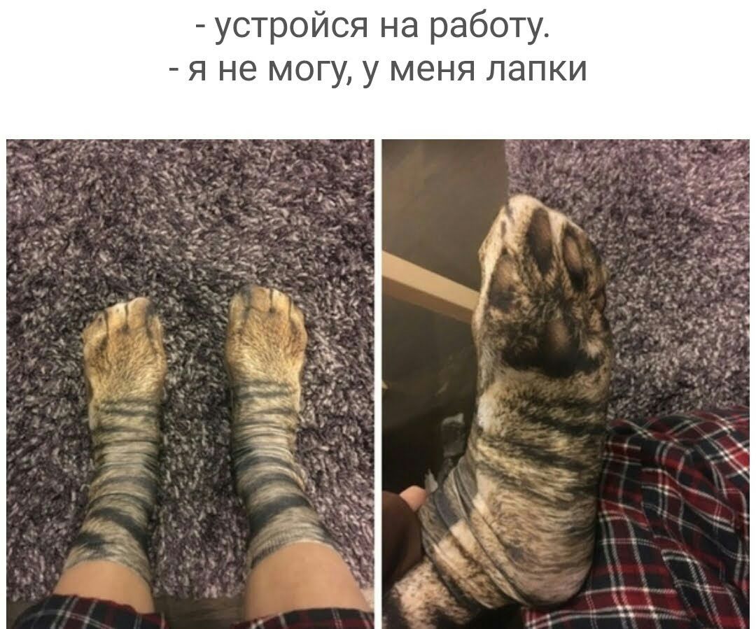 устройся на работу я не могу у меня лапки а 1 _ 7541 _ А Ж