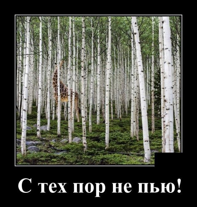 С тех пор не пью