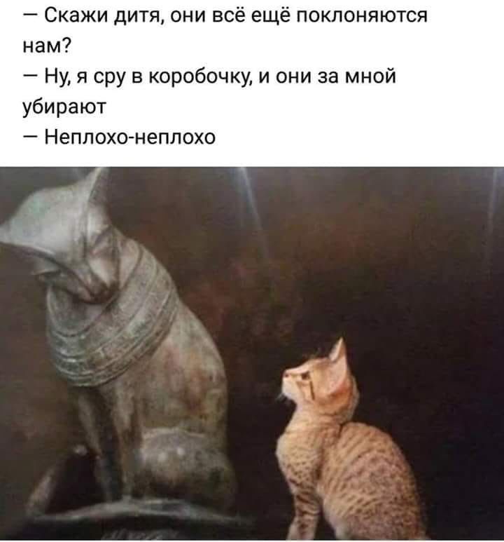 Скажи дитя они всё ещё поклоняются нам Ну я сру в коробочку и они за мной убирают Неплохонеплохо