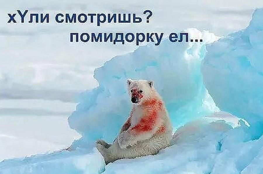 хУпи смотришь помидорку ел