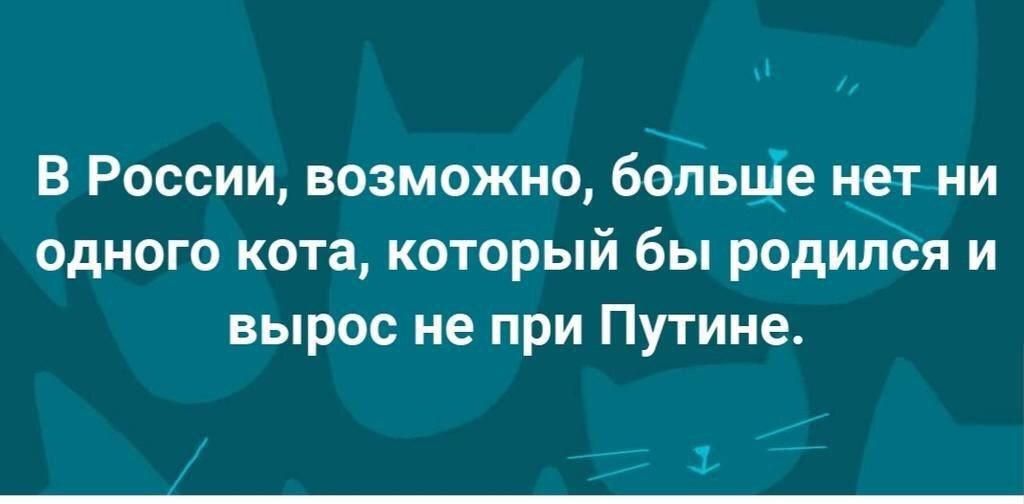 В России возможно больціе нотни одного кота который бы родился и вырос не при Путине 11 ъ 7