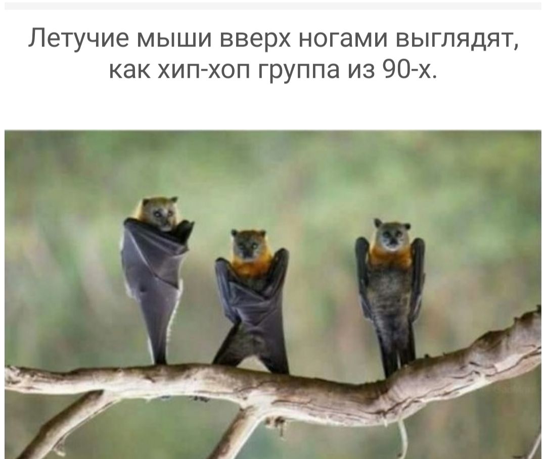 ЛЭТУЧИЭ МЫШИ ВВЕРХ ногами ВЫГЛЯДЯТ как хип хоп группа из 90 х