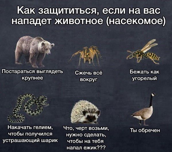 Как защититься если на вас нападет животное насекомое _ Ёжъ Постараться выглядеть Сжечь всё крупнее вокруг Накачать гелием Что черт возьмщ чтобы получился нужно сделать устрашающмй шармК чтобы на тебя напал ежик 09 Бежать как угорел ый Ты обречен
