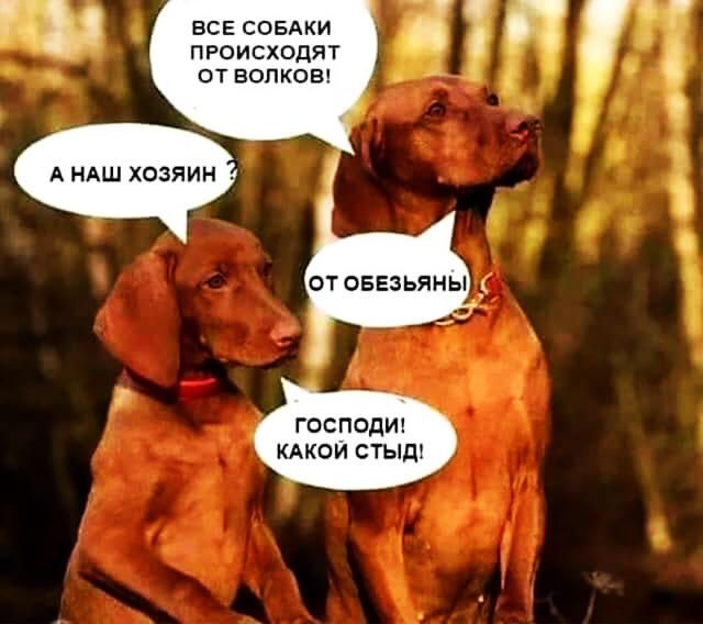 ВСЕ СОБАКИ ПРОИСХОДЯТ ОТ ВОЛКОВ А НАШ ХОЗЯИН господиъ КАКОЙ СТЫд