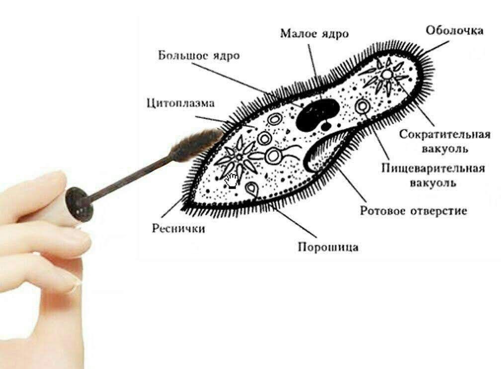 Малое ядро Оболочка Бпльшос ядро Сократитсльпая вахуол ь БПЦСМРПТЕЛЬПЗЯ нп КУОЛ Ъ Ротовос отверстие Реснички Порошина