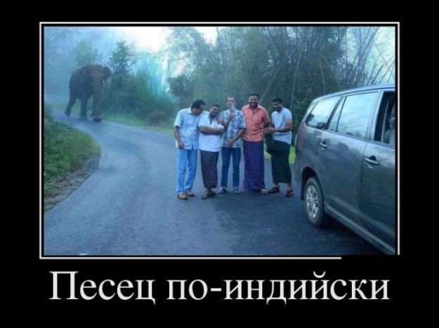 Песец по индийски