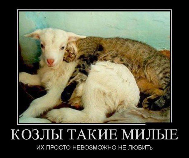 КОЗЛЫ ТАКИЁ МИЛЬіЕ ИХ ПРОСТО НЕВОЗМОЖНО НЕ ЛЮБИТЬ