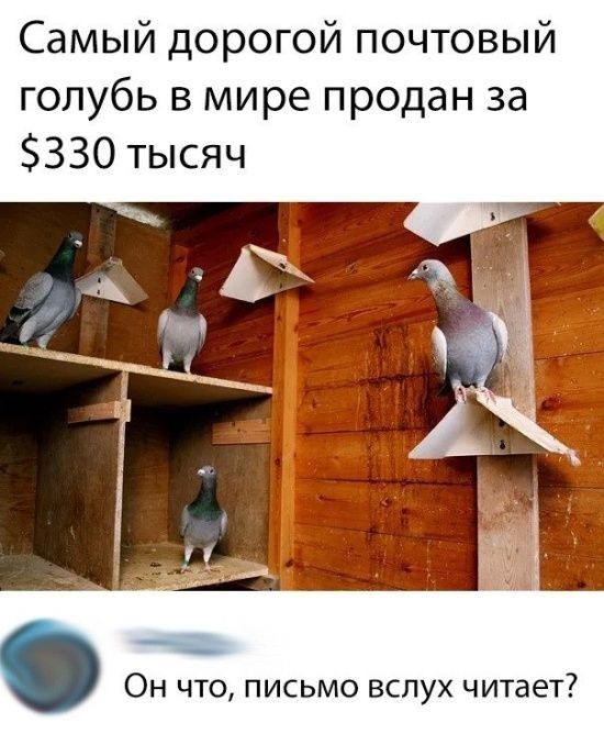 Самый дорогой почтовый голубь в мире продан за 330 тысяч Он что письмо вслух читает