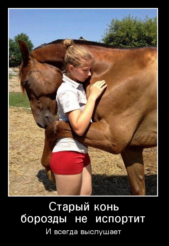 Старый конь борозды не испортит И всегда выслушает